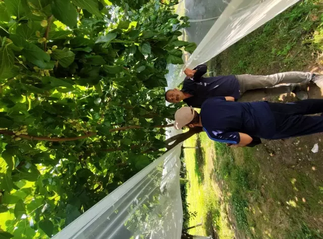 Turistler meyveleri dalından kendileri toplamak için para ödüyor