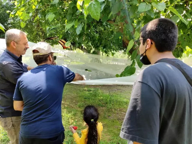Turistler meyveleri dalından kendileri toplamak için para ödüyor
