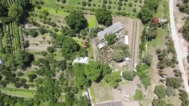 Turistler meyveleri dalından kendileri toplamak için para ödüyor Turistler meyveleri dalından kendileri toplamak için para ödüyor
