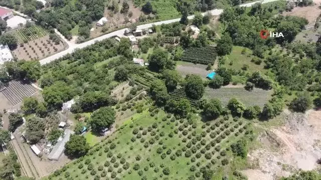 Turistler meyveleri dalından kendileri toplamak için para ödüyor