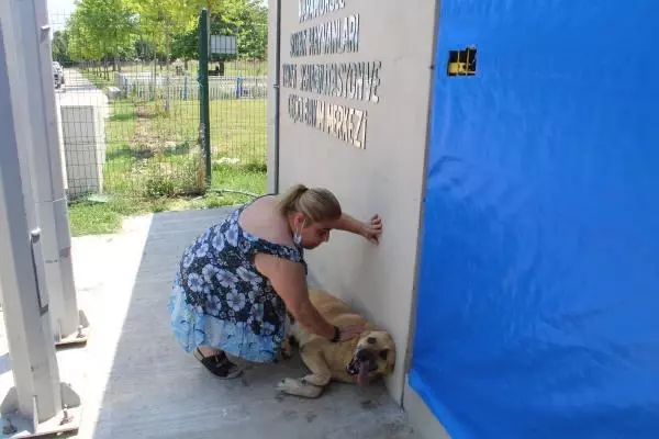 UYUTULACAK KÖPEK, 5 AYLIK BAKIMLA SAĞLIĞINA KAVUŞTU UYUTULACAK KÖPEK, 5 AYLIK BAKIMLA SAĞLIĞINA KAVUŞTU