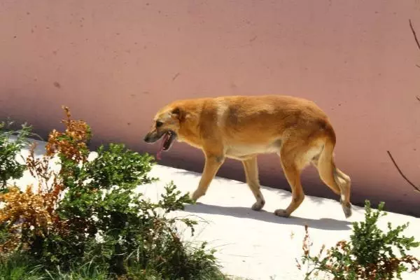 UYUTULACAK KÖPEK, 5 AYLIK BAKIMLA SAĞLIĞINA KAVUŞTU