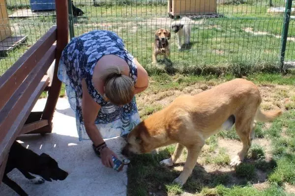 UYUTULACAK KÖPEK, 5 AYLIK BAKIMLA SAĞLIĞINA KAVUŞTU