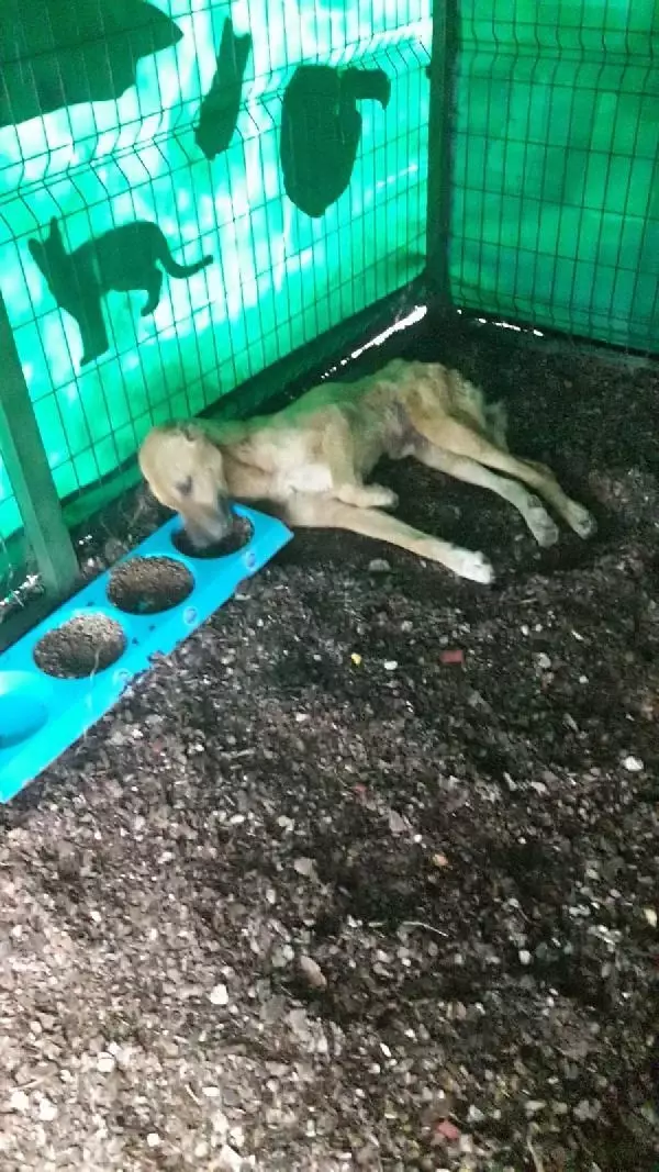 UYUTULACAK KÖPEK, 5 AYLIK BAKIMLA SAĞLIĞINA KAVUŞTU