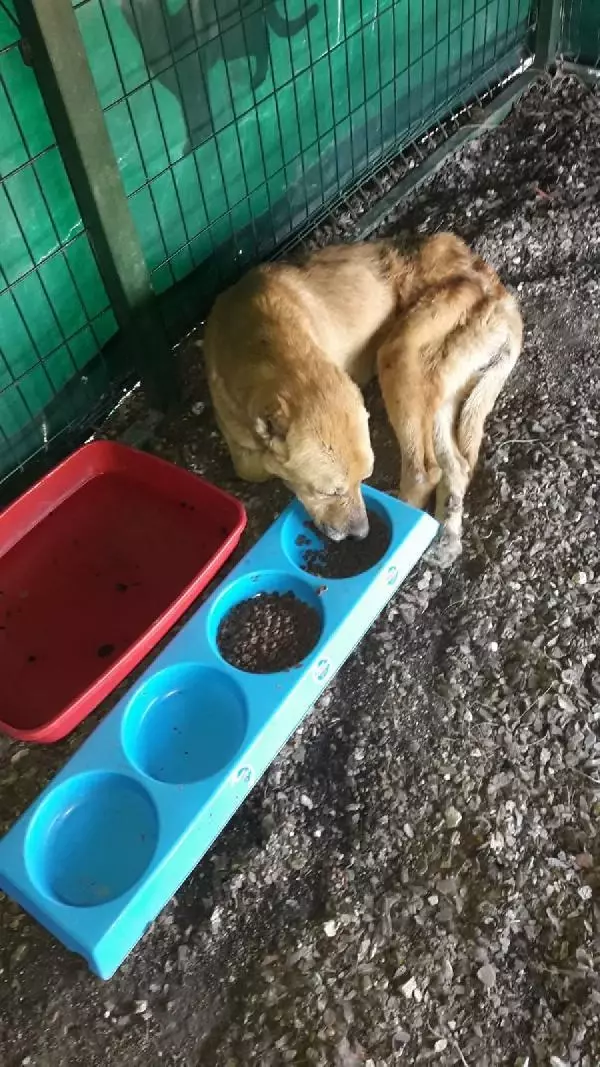 UYUTULACAK KÖPEK, 5 AYLIK BAKIMLA SAĞLIĞINA KAVUŞTU
