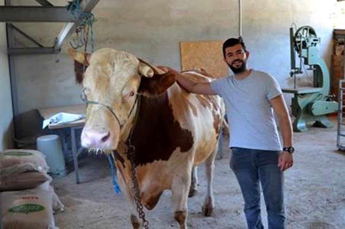 1,3 tonluk 'Tosun' 58 bin liraya alıcı bekliyor