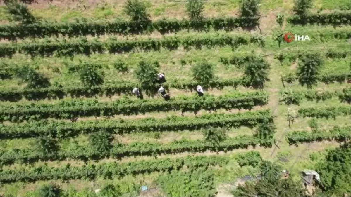 Ahududu hasadı üreticinin yüzünü güldürdü
