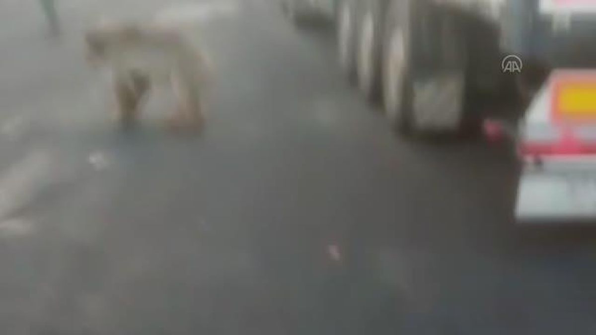 Bozayının saldırdığı keçiyi kurtarmak için vatandaşlar seferber oldu