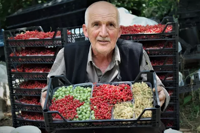 Bursa'nın 'Osmanlı köyü'nde ekonomik getirisi yüksek meyveler üretiyor