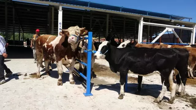 Çankırı'da 1 tonluk 'Paşa' alıcılarını bekliyor