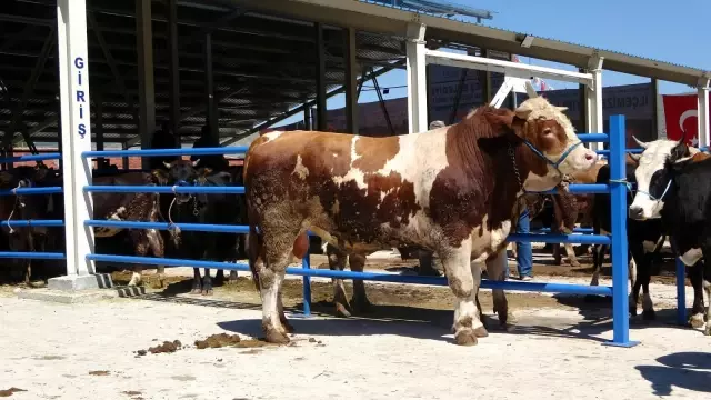 Çankırı'da 1 tonluk 'Paşa' alıcılarını bekliyor