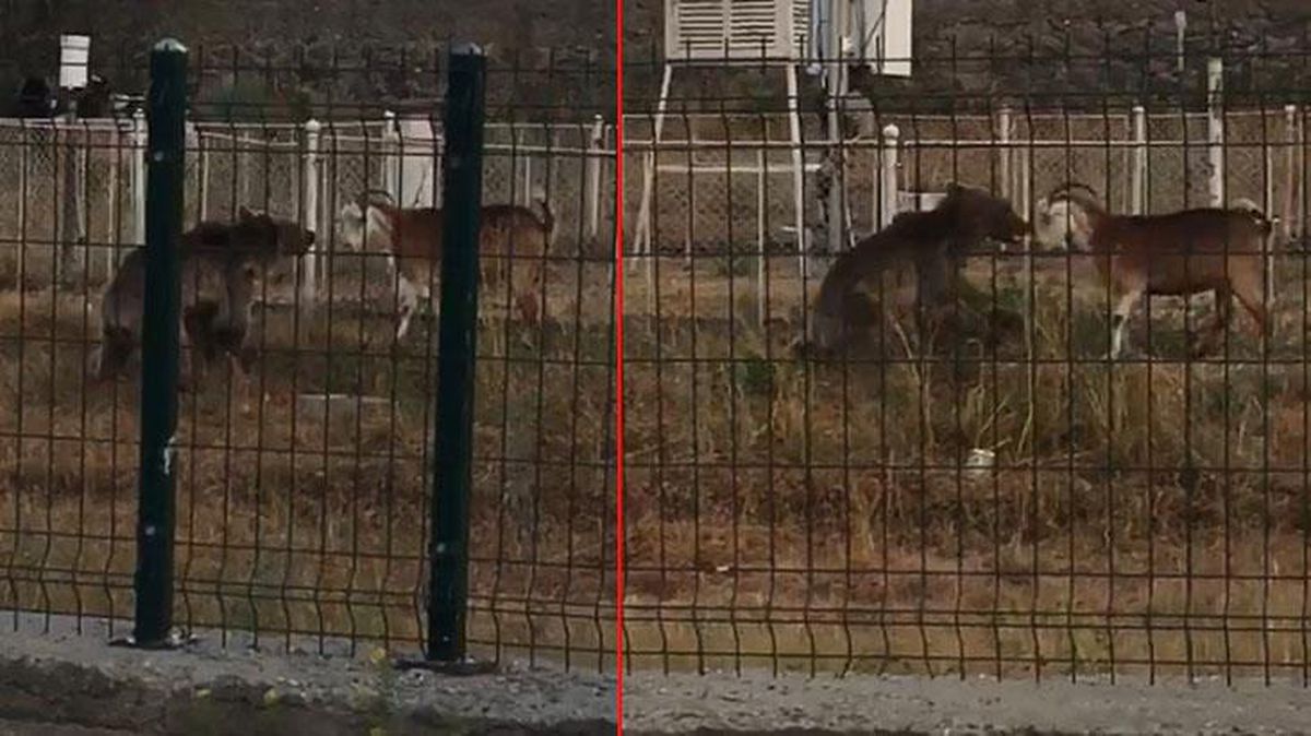 İnatçı keçi, kendisine saldıran yavru boz ayıya boynuzlarıyla karşılık verdi