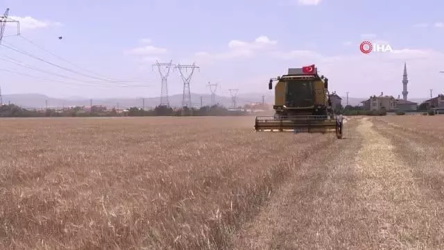 Konya'da atıl araziler ekilip hasadı yapıldı geliri vatandaşa aktarılacak