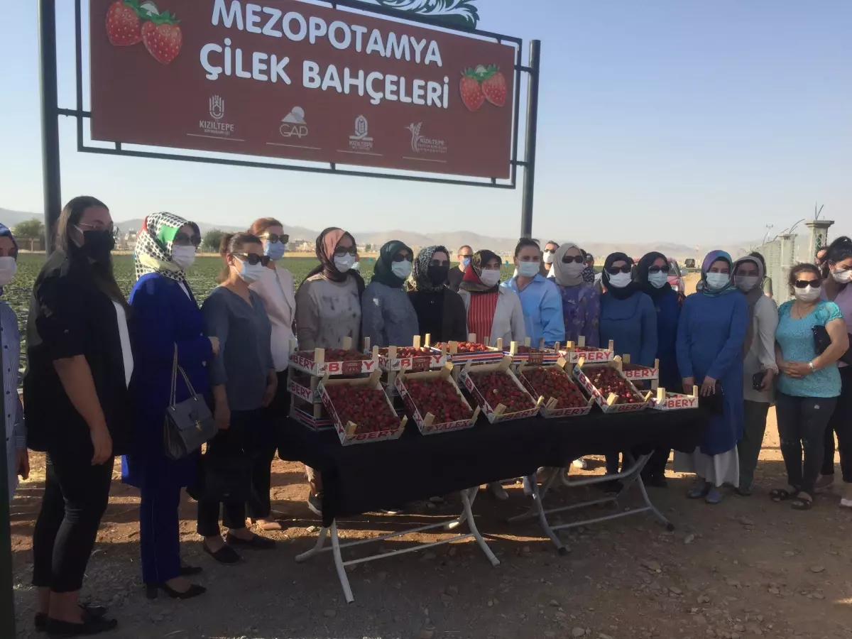 Çilek hasadı yapıldı