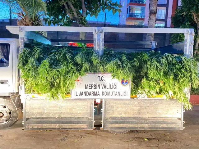 Mersin'de bir serada 2 bin 970 kök kenevir bitkisi ele geçirildi