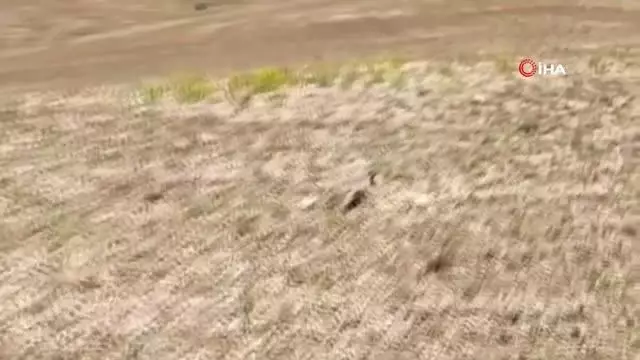 Tedavileri tamamlanan yavru tilkiler doğaya bırakıldı Tedavileri tamamlanan yavru tilkiler doğaya bırakıldı