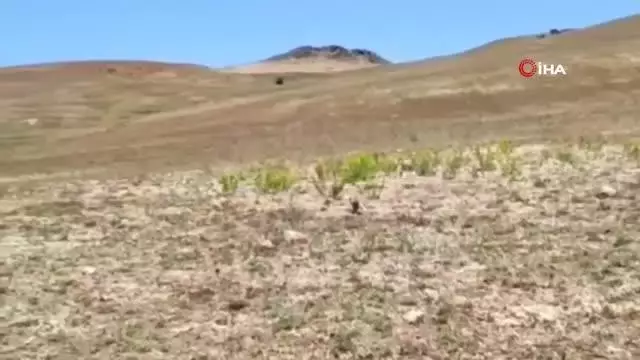 Tedavileri tamamlanan yavru tilkiler doğaya bırakıldı