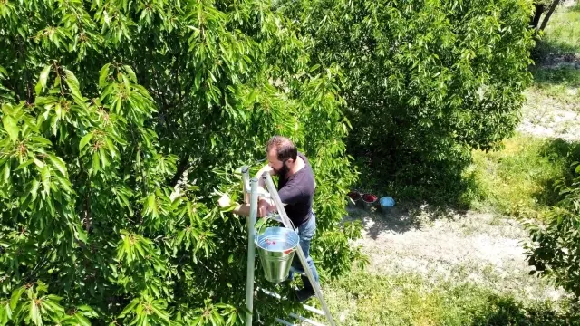Ünlü Sultandağı kirazını bu yıl zamansız yağmurları vurdu 3 Ünlü Sultandağı kirazını bu yıl zamansız yağmurları vurdu