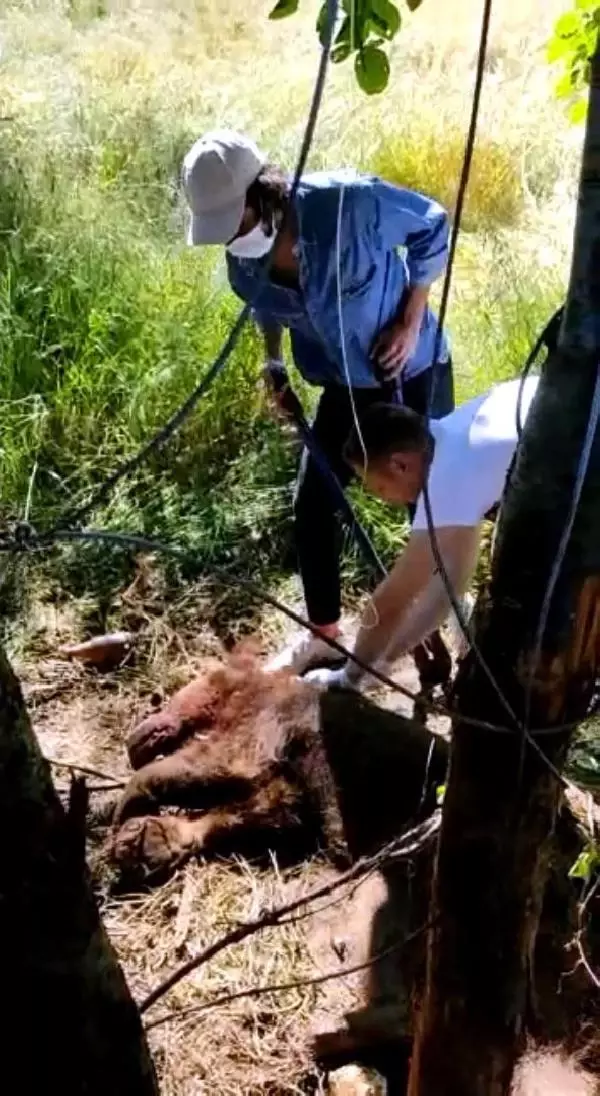 Yavru ayı, uyutularak tellerden kurtarıldı