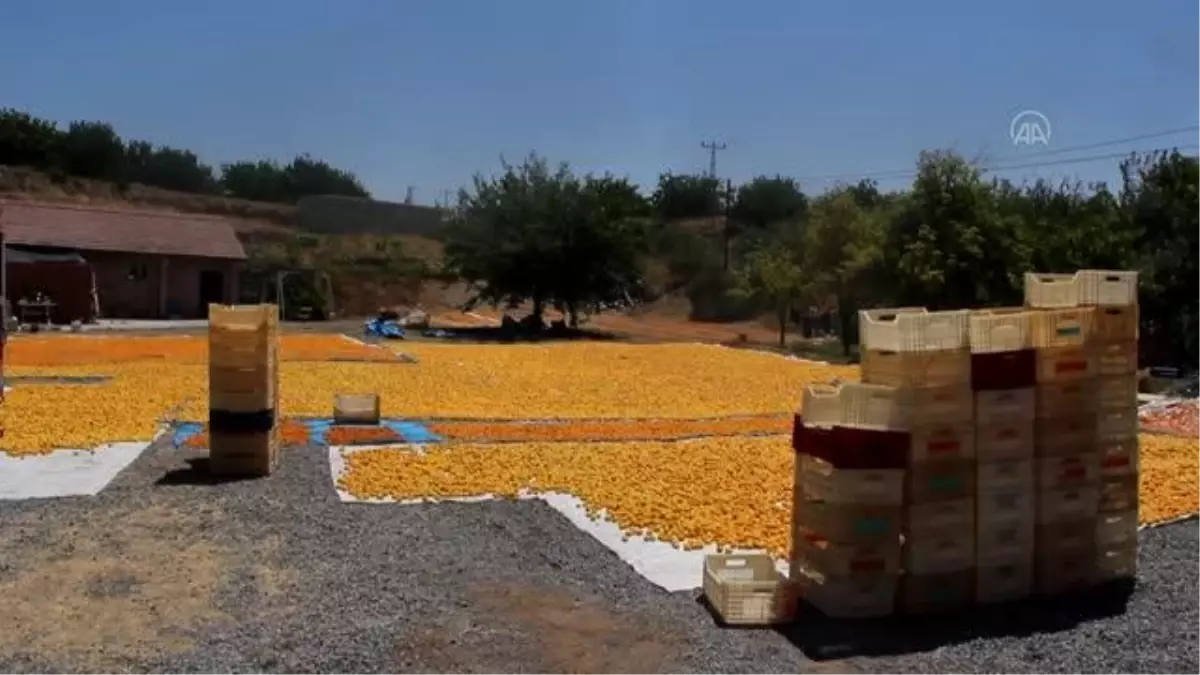 30 ilden gelen fotoğraf sanatçıları kayısı hasadını fotoğrafladı