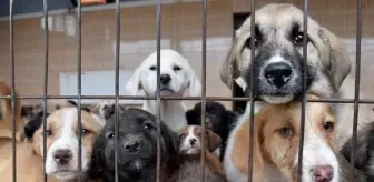 Hayvanları Koruma Kanunu teklifi Meclis'e sunuldu! Eşya olmaktan çıkarılıp, canlı statüsüne getirilecekler
