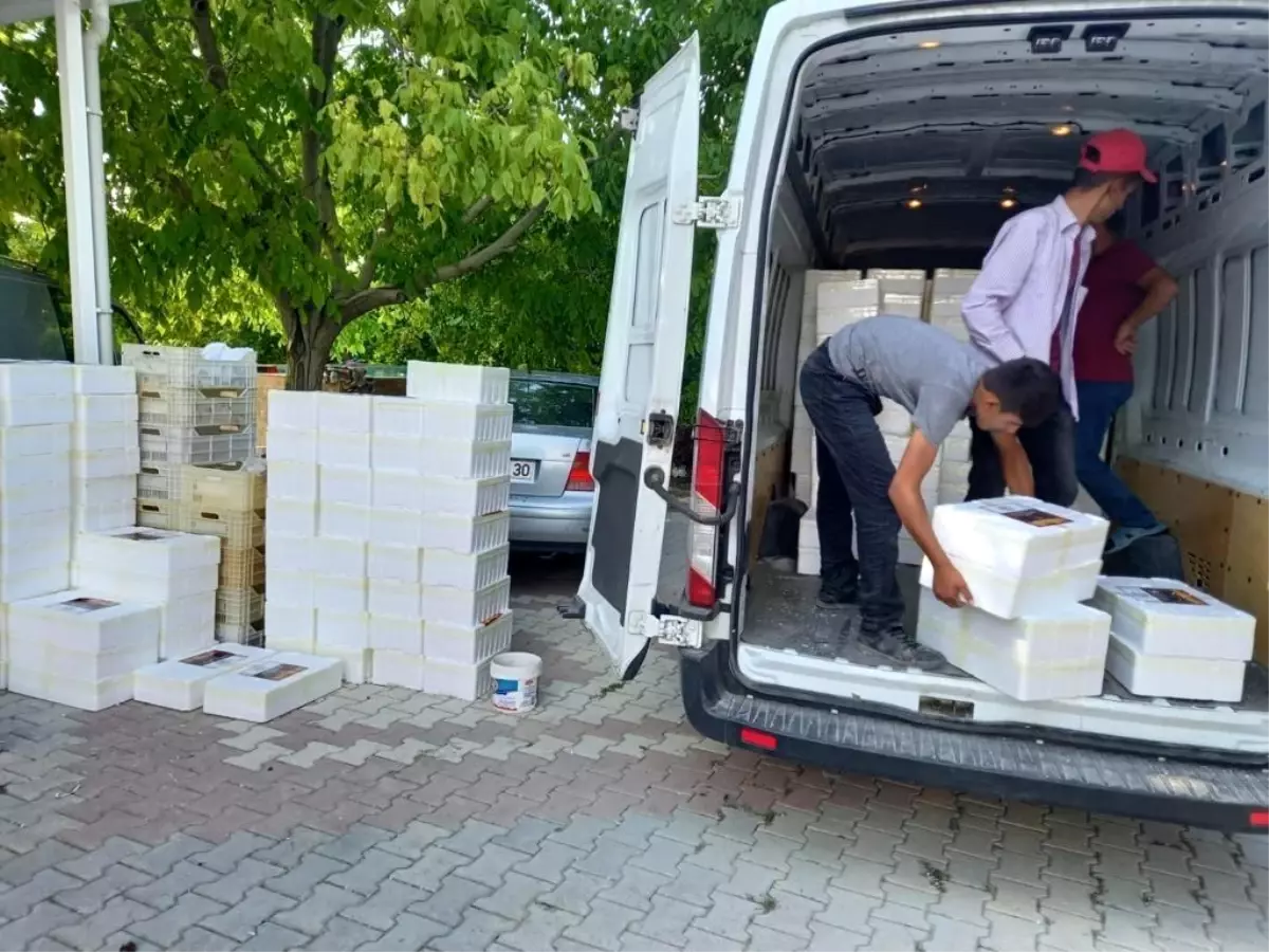 Malatya'dan il dışına koli koli hediyelik kayısı