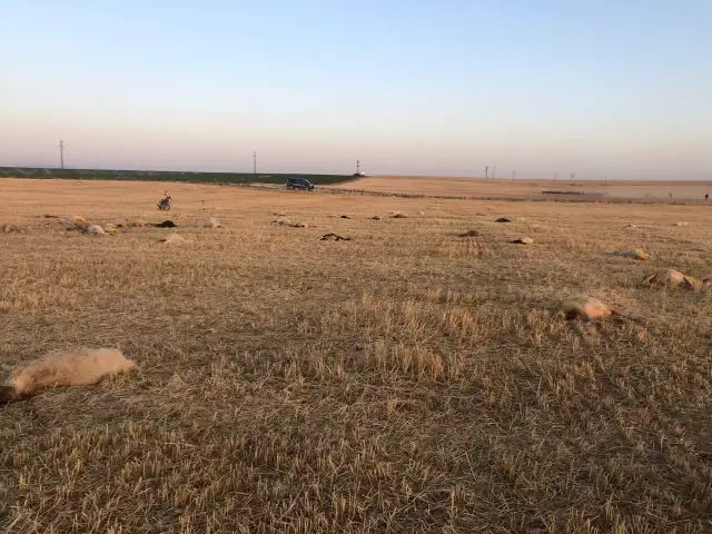 Merada otlayan 164 koyun telef oldu