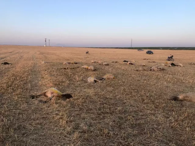 Merada otlayan 164 koyun telef oldu
