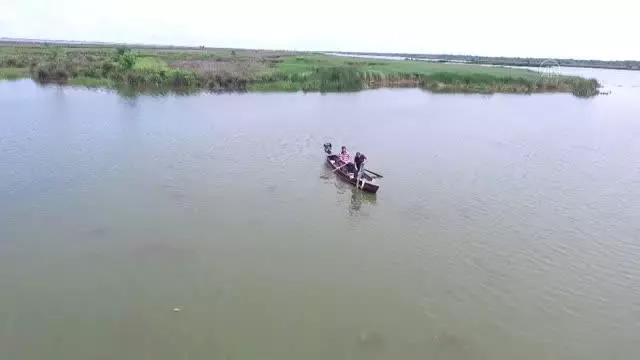 Balıkçıları zarara uğratan İsrail sazanının popülasyonunu azaltmak için çalışma başlatıldı