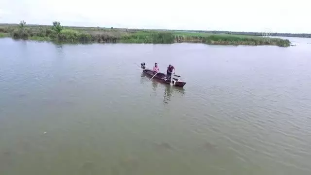 Balıkçıları zarara uğratan İsrail sazanının popülasyonunu azaltmak için çalışma başlatıldı