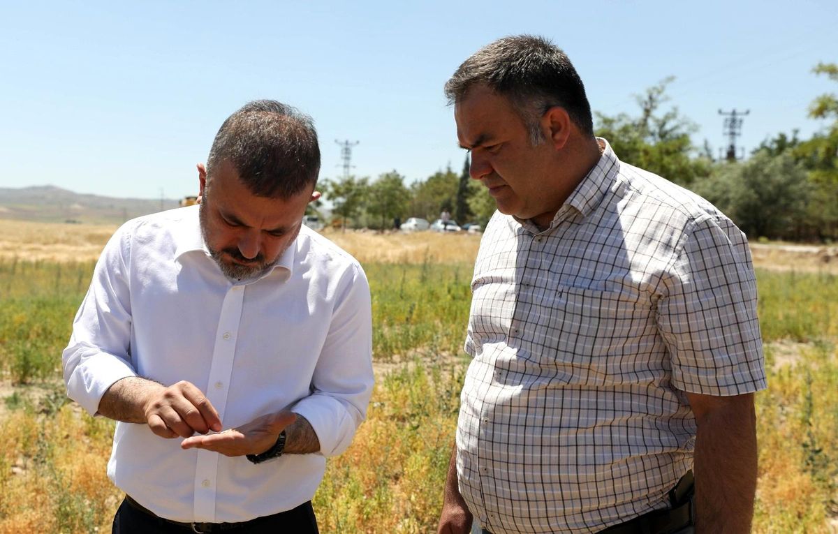 Başkan Ercan, biçerdövere binerek ekin biçti