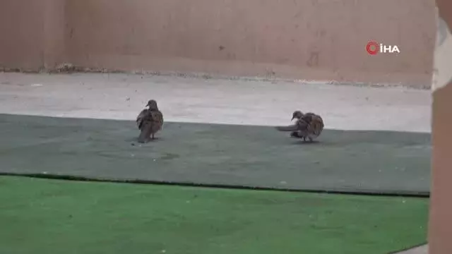 Belediye, üveyik kuşlarının yuvası bozulmasın diye düğün salonunu kiraya vermedi 4 Belediye, üveyik kuşlarının yuvası bozulmasın diye düğün salonunu kiraya vermedi