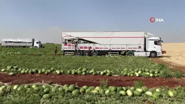 Diyarbakır'ın tescilli karpuzunda hasat zamanı