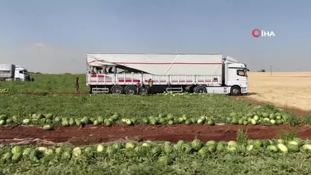Diyarbakır'ın tescilli karpuzunda hasat zamanı
