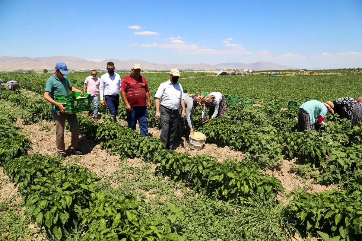 Esenlik genel müdürü Ünlü'den çiftçilere destek açıklaması