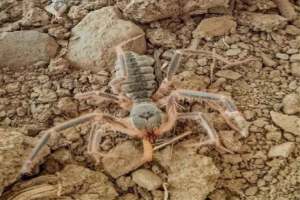 Hakkari'de yeni böğü türü keşfedildi