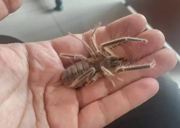 Hakkari'de yeni böğü türü keşfedildi