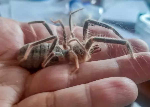 Hakkari'de yeni böğü türü keşfedildi