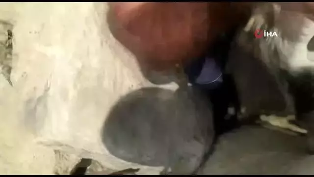 Kayalar arasına düşerek mahsur kalan keçiyi AFAD kurtardı