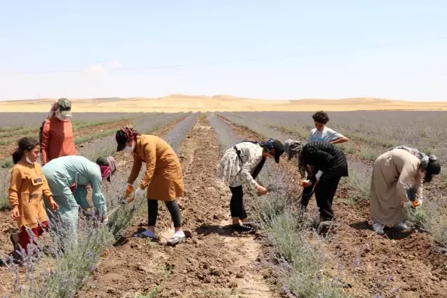 Kurtalan'da lavanta bahçelerinde ilk hasat heyecanı