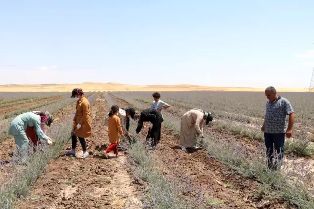 Kurtalan'da lavanta bahçelerinde ilk hasat heyecanı