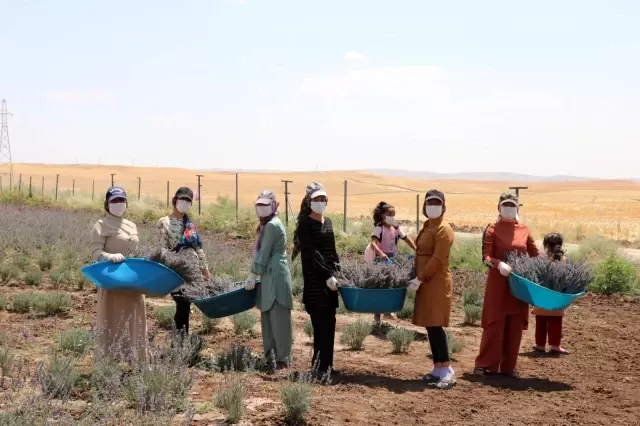 Kurtalan'da lavanta bahçelerinde ilk hasat heyecanı