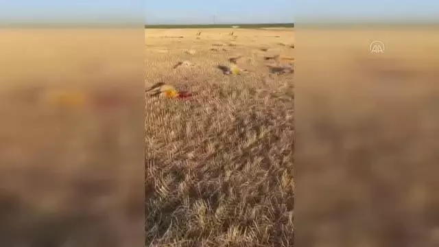 Merada otlayan 164 koyun telef oldu