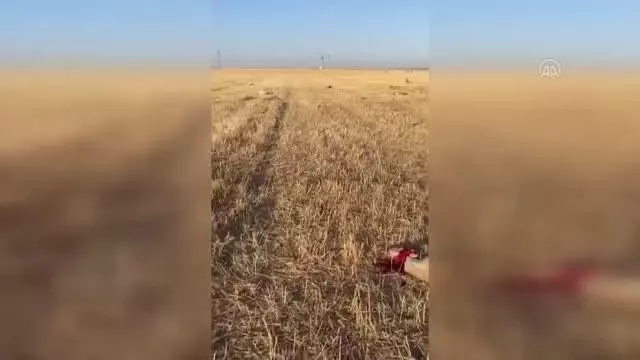 Merada otlayan 164 koyun telef oldu