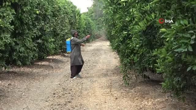 Narenciyenin kabusu 'Akdeniz meyve sineği'nde ilaçlama seferberliği Narenciyenin kabusu 'Akdeniz meyve sineği'nde ilaçlama seferberliği