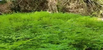 Hint Keneviri: Samsun'da ormanlık alanda ekili 103 bin 61 kök Hint keneviri ele geçirildi Hint Keneviri: Samsun'da ormanlık alanda ekili 103 bin 61 kök Hint keneviri ele geçirildi