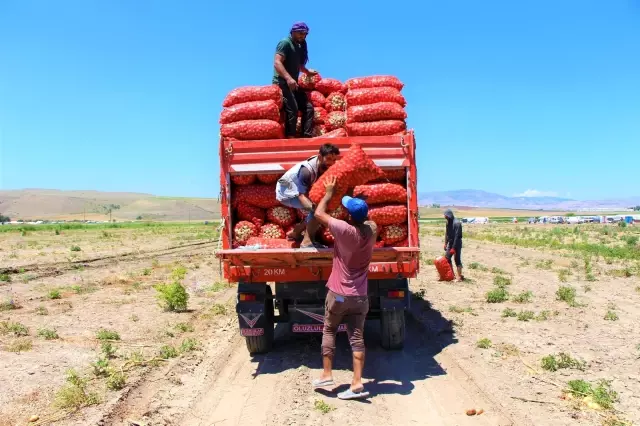 Tarlada soğanın fiyatı sudan ucuz 2 Tarlada soğanın fiyatı sudan ucuz