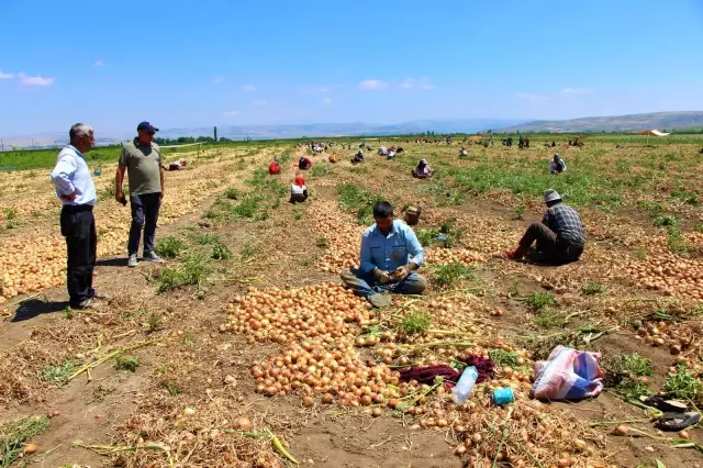 Tarlada soğanın fiyatı sudan ucuz 4 Tarlada soğanın fiyatı sudan ucuz