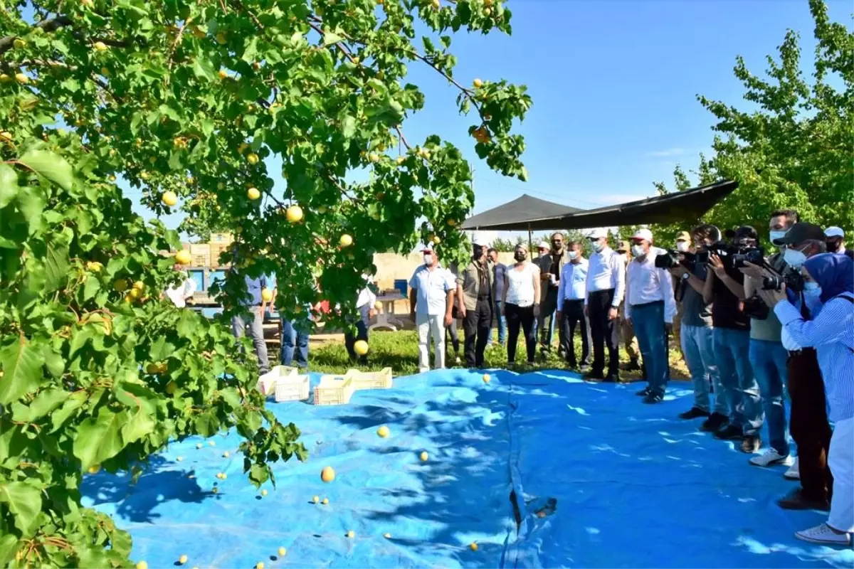 Vali Baruş, Kayısı Hasadına Katıldı ve Kayısı Topladı