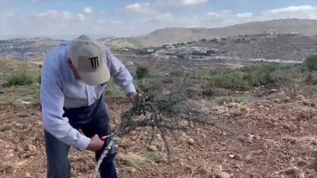 Batı Şeria'da işgalin yeni yüzü Yahudi yerleşimci çobanlar